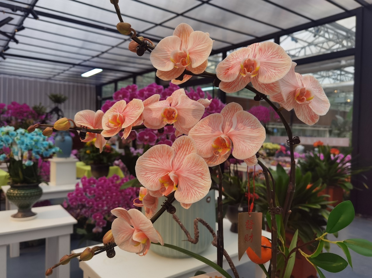 开云kaiyun南京举办都市花卉产业2024年宵花展活动(图3)