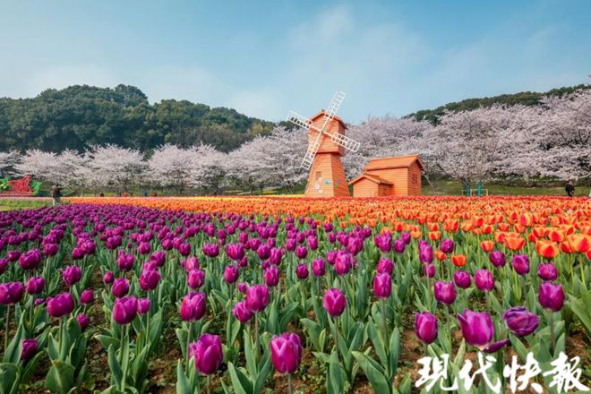 2024苏州花展将于3月23日开幕展期51开云kaiyun天超1000个新优花卉品种展出(图1)