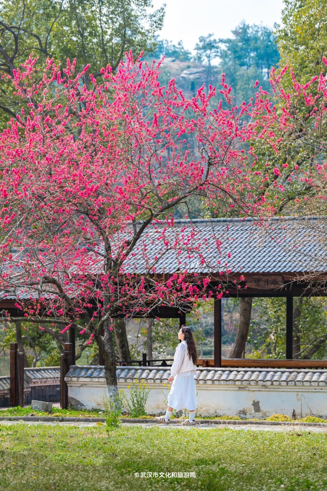 黄陂有一山谷现在开满鲜花(图3)