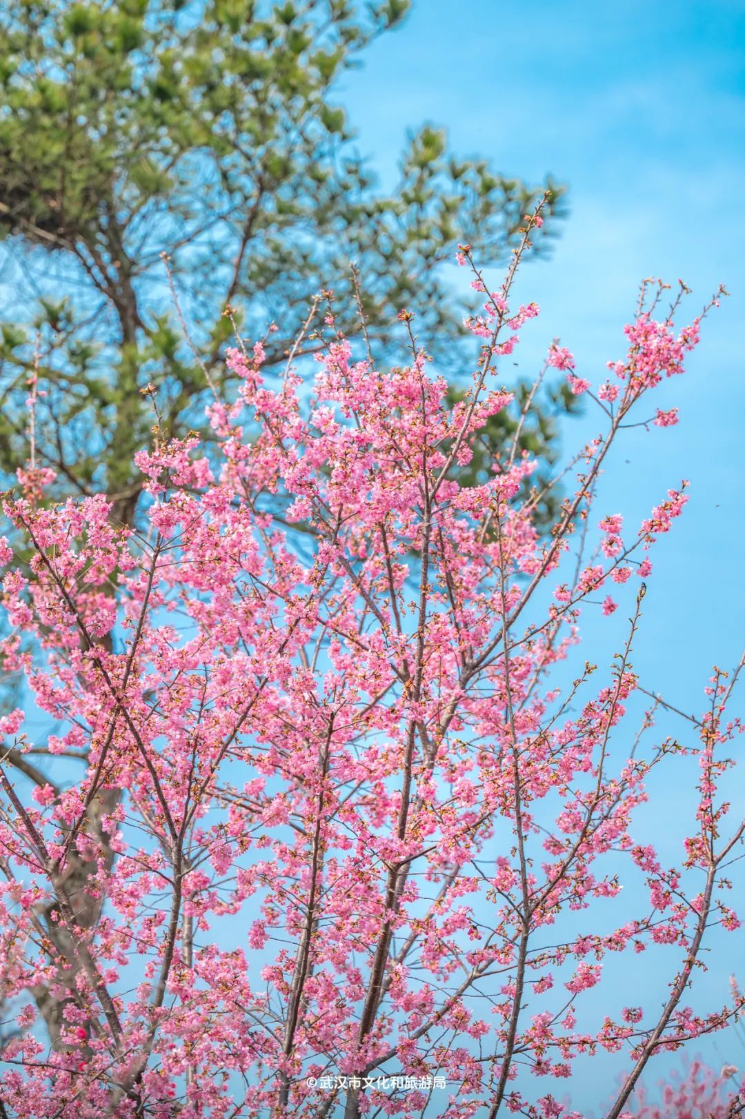 黄陂有一山谷现在开满鲜花(图4)