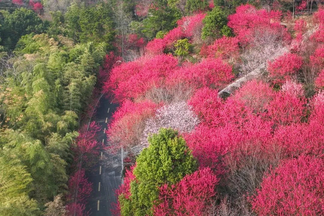 黄陂有一山谷现在开满鲜花(图1)