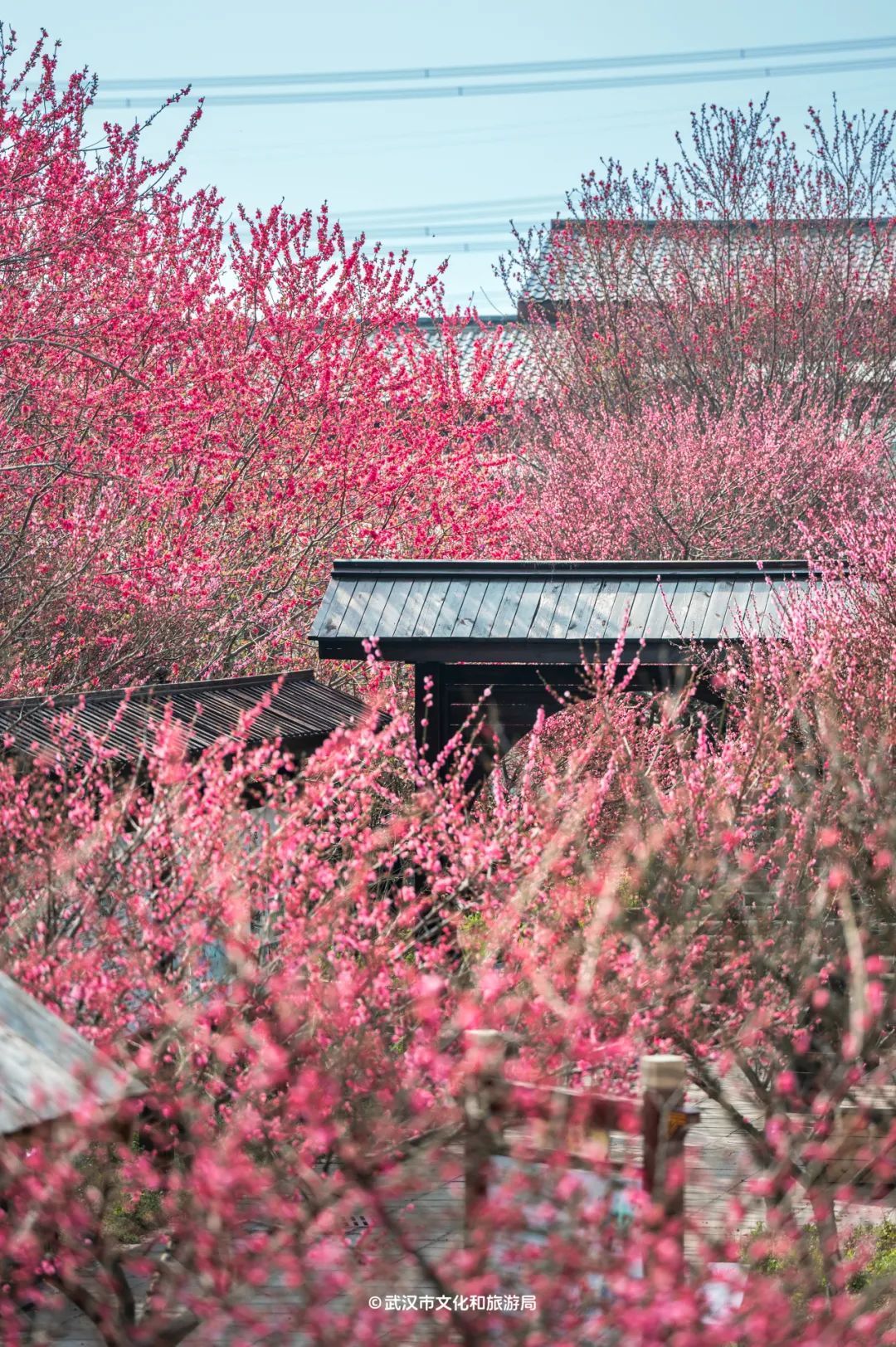 黄陂有一山谷现在开满鲜花(图2)