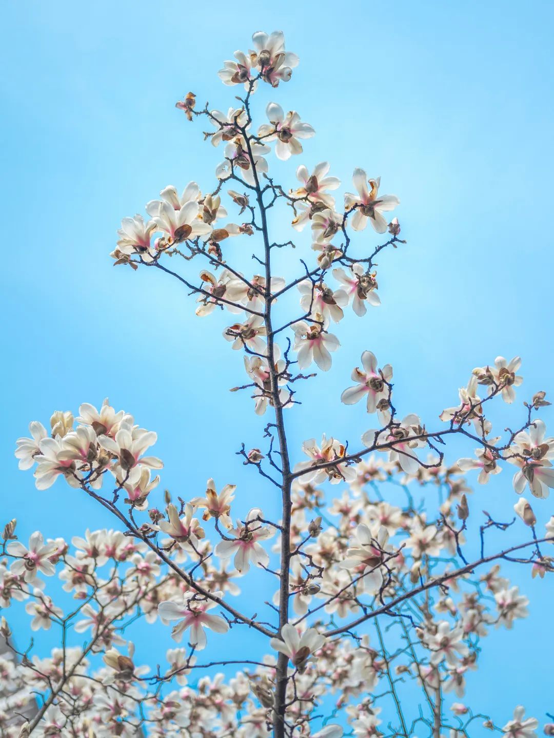 黄陂有一山谷现在开满鲜花(图5)