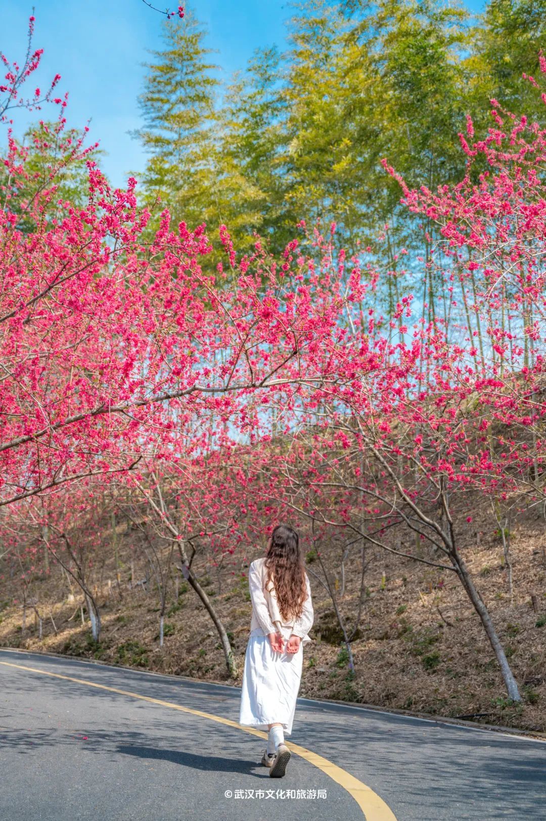 黄陂有一山谷现在开满鲜花(图8)