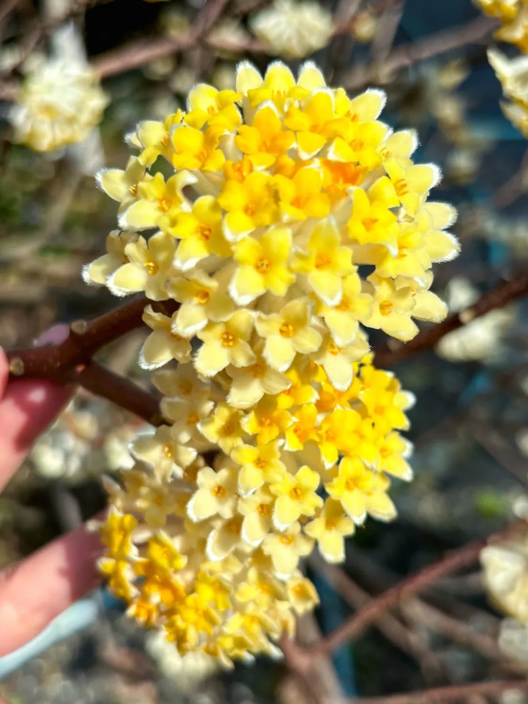 黄陂有一山谷现在开满鲜花(图6)
