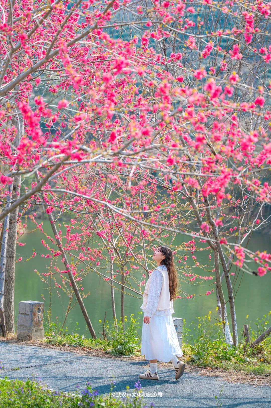 黄陂有一山谷现在开满鲜花(图11)