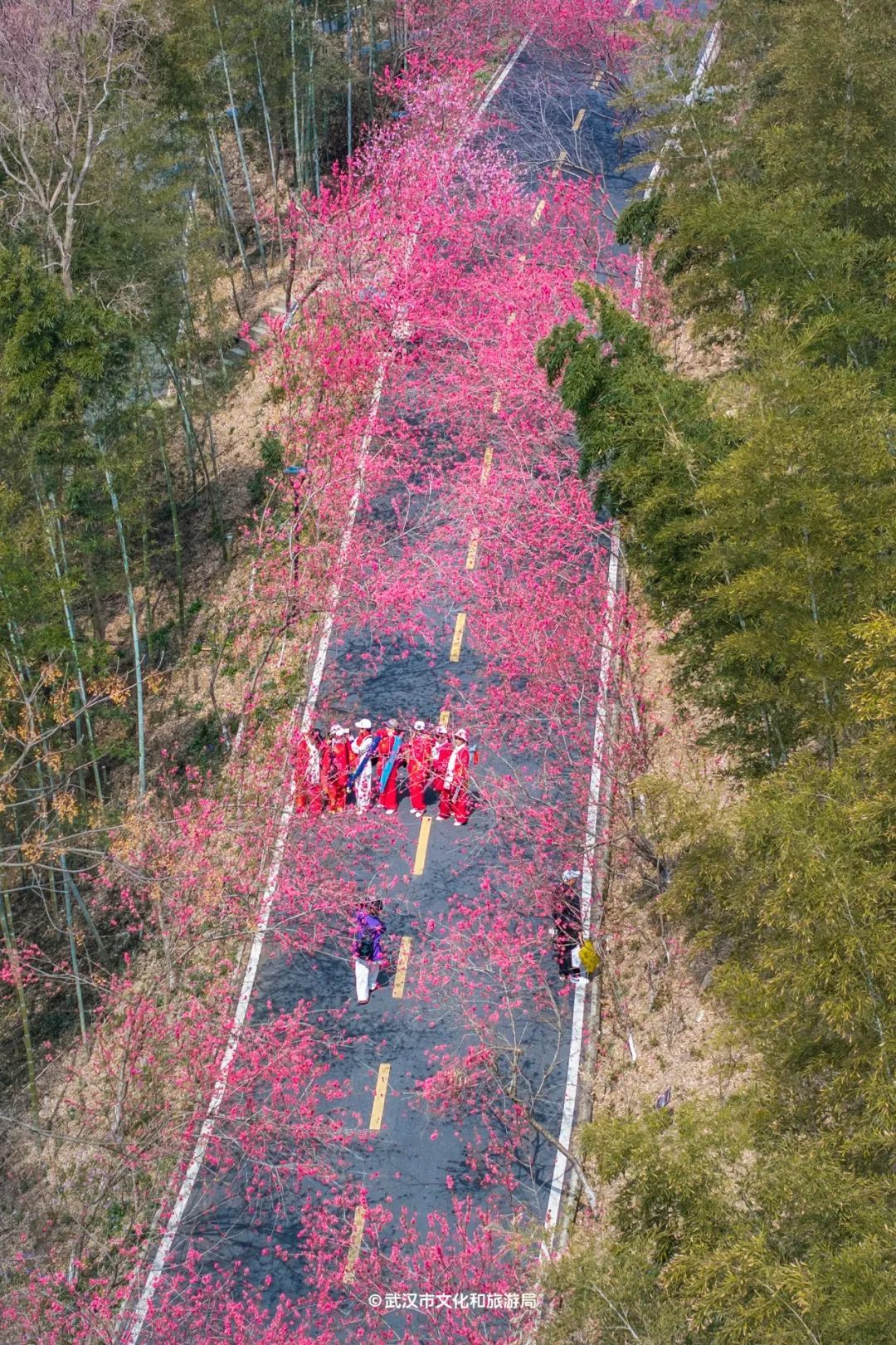 黄陂有一山谷现在开满鲜花(图12)