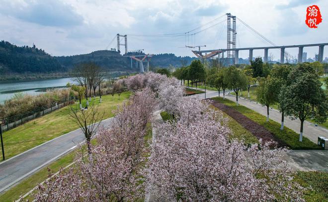潼南赏花地图：鲜为人知的航电公园红叶李如一条美丽的鲜花隧道(图12)