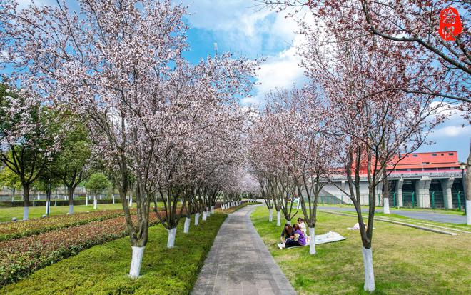 潼南赏花地图：鲜为人知的航电公园红叶李如一条美丽的鲜花隧道(图4)