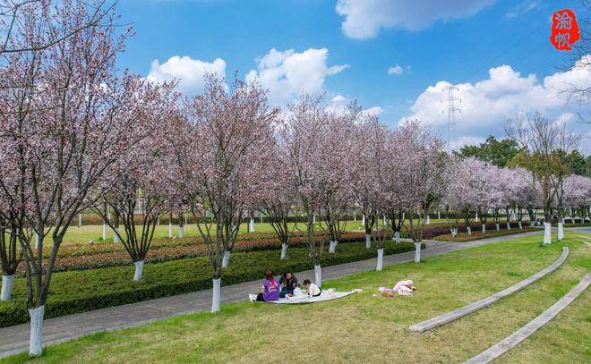 潼南赏花地图：鲜为人知的航电公园红叶李如一条美丽的鲜花隧道(图7)