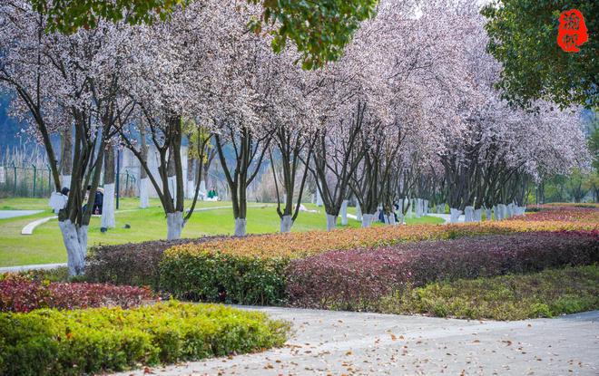 潼南赏花地图：鲜为人知的航电公园红叶李如一条美丽的鲜花隧道(图3)