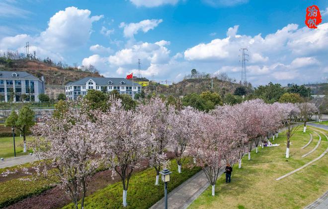 潼南赏花地图：鲜为人知的航电公园红叶李如一条美丽的鲜花隧道(图10)