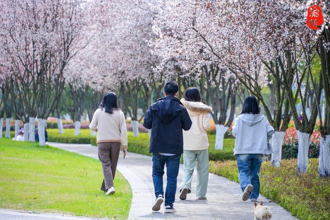 潼南赏花地图：鲜为人知的航电公园红叶李如一条美丽的鲜花隧道(图6)