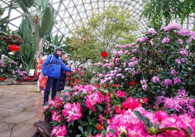 百分百出片率！辰山植物园2024迎春花展来了龙年还有这些惊喜→(图8)