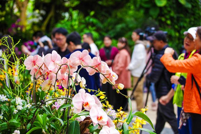 春节赏兰去大园！华南国家植物园2024新春珍奇兰花展开锣(图2)