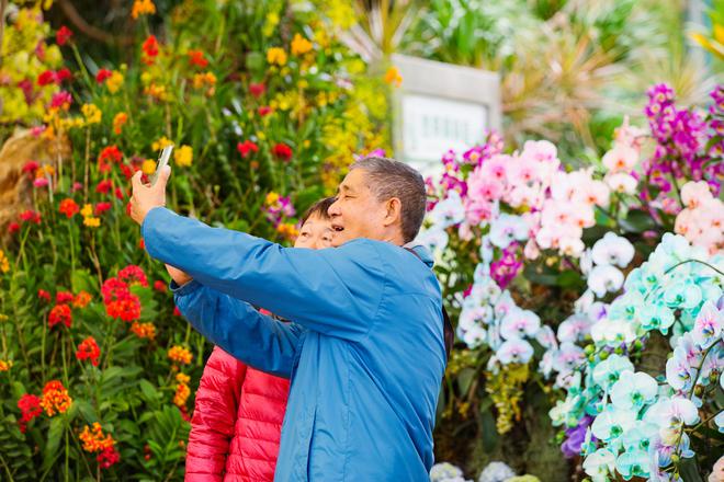 春节赏兰去大园！华南国家植物园2024新春珍奇兰花展开锣(图1)