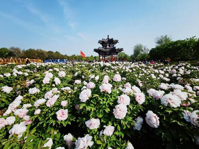 菏泽进入“牡丹时刻”稻香村（苏州）牡丹鲜花饼受热捧(图1)