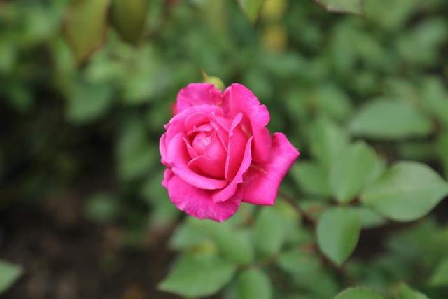 上海首个冷温室、1500米滨江花路、“鲜花巴士”……全城上新的这些花艺网红打卡点别错过(图5)