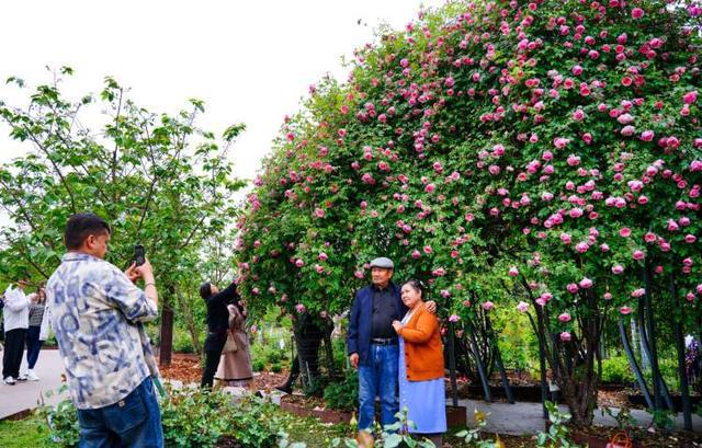 上海首个冷温室、1500米滨江花路、“鲜花巴士”……全城上新的这些花艺网红打卡点别错过(图7)