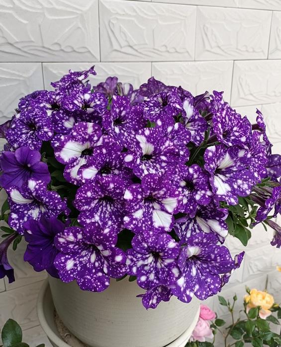 正是种花好天气几种花卉现在播种夏天就能开满花(图2)