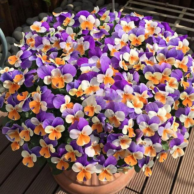 正是种花好天气几种花卉现在播种夏天就能开满花(图3)