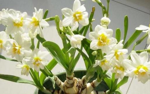 此几款花卉颜值虽高但有毒千万别乱送人(图1)