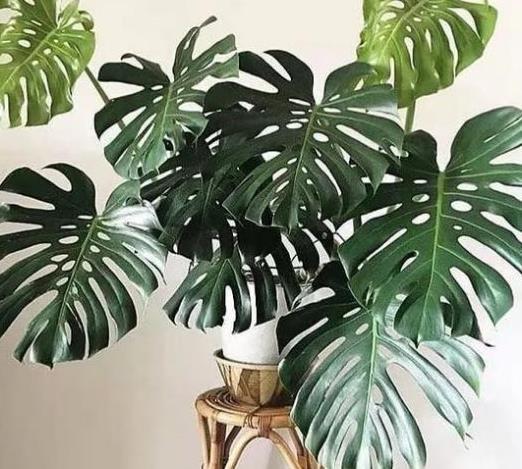 此几款花卉颜值虽高但有毒千万别乱送人(图3)