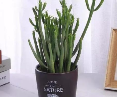 此几款花卉颜值虽高但有毒千万别乱送人(图2)