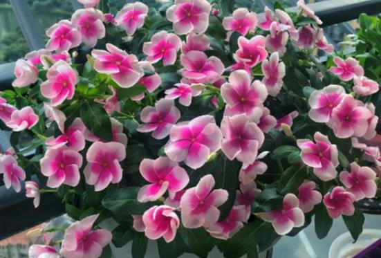 春季好养易开花几种花卉种上俩月就能爆盆每天都能有花赏(图2)