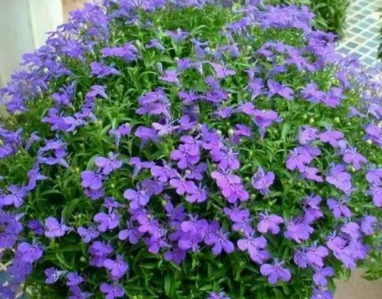 春季好养易开花几种花卉种上俩月就能爆盆每天都能有花赏(图1)