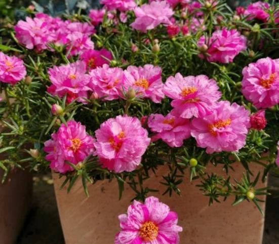 春季好养易开花几种花卉种上俩月就能爆盆每天都能有花赏(图3)