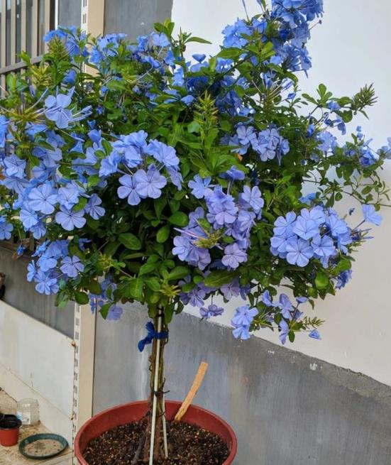 春季好养易开花几种花卉种上俩月就能爆盆每天都能有花赏(图4)