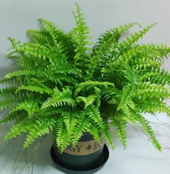 kaiyun网页版有的花怕水有的花怕晒几种花卉晒多了叶子就卷曲(图1)