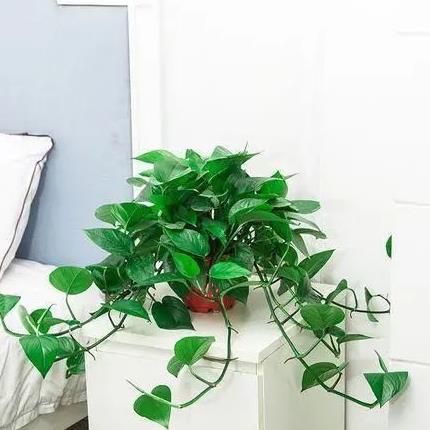 kaiyun网页版有的花怕水有的花怕晒几种花卉晒多了叶子就卷曲(图2)