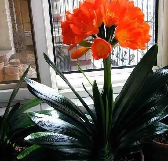 kaiyun网页版有的花怕水有的花怕晒几种花卉晒多了叶子就卷曲(图3)