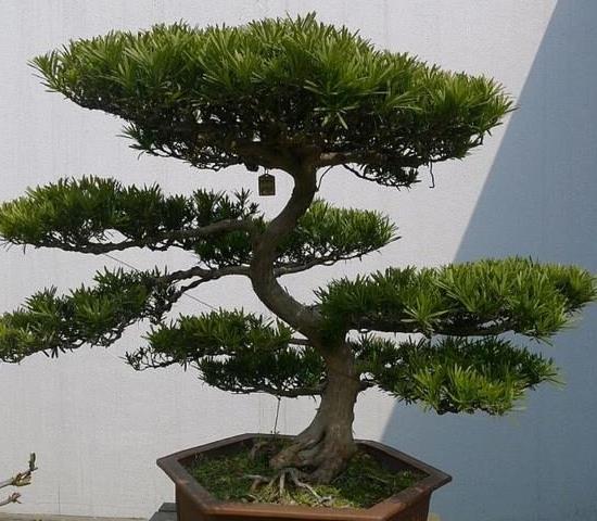 开云网址新年将至寓意超好的几种花卉已经买回家了吗？(图3)