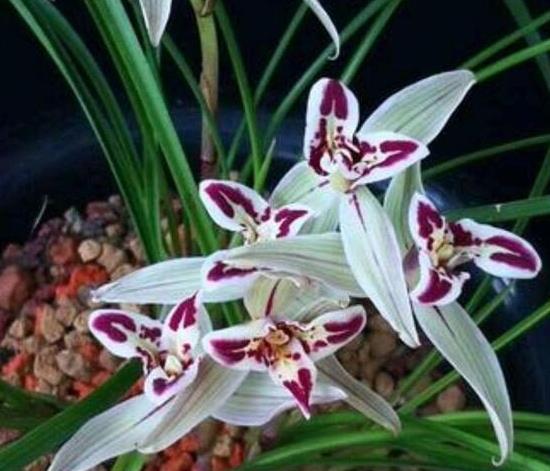 开云网址新年将至寓意超好的几种花卉已经买回家了吗？(图2)