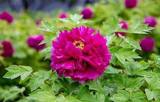 开云网址新年将至寓意超好的几种花卉已经买回家了吗？(图1)