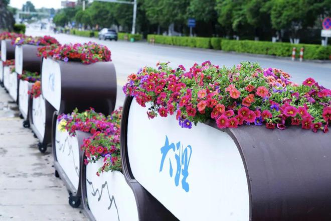 鲜花扮靓城市大理“盛装”迎“双节”(图4)