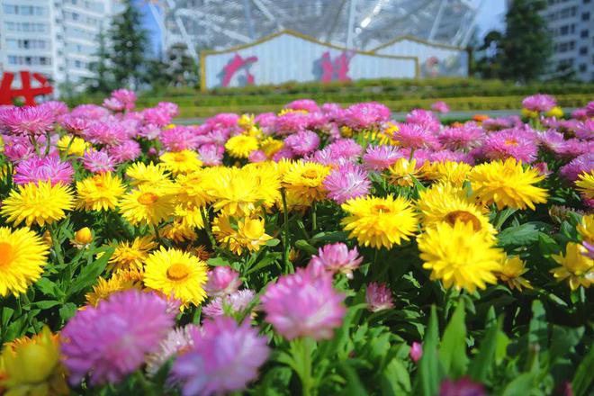 鲜花扮靓城市大理“盛装”迎“双节”(图2)