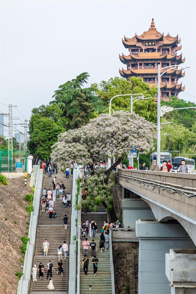 爆火！武汉黄鹤楼前苦楝树手捧鲜花送给你(图1)