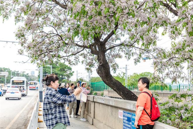 爆火！武汉黄鹤楼前苦楝树手捧鲜花送给你(图2)