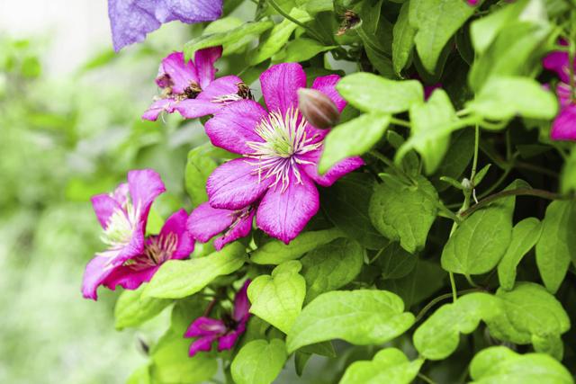 走进迷人的庭院世界领略十大庭院爬藤花卉的魅力(图3)