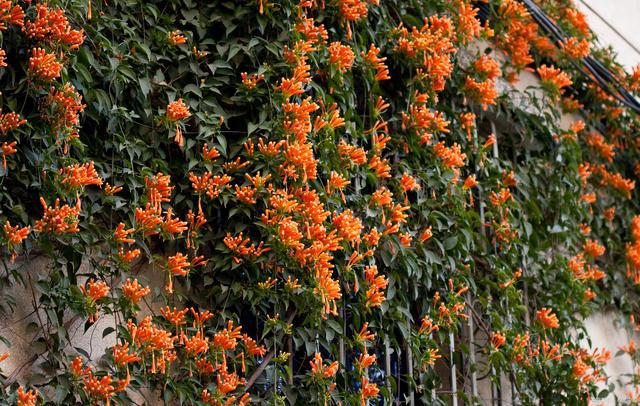 走进迷人的庭院世界领略十大庭院爬藤花卉的魅力(图6)