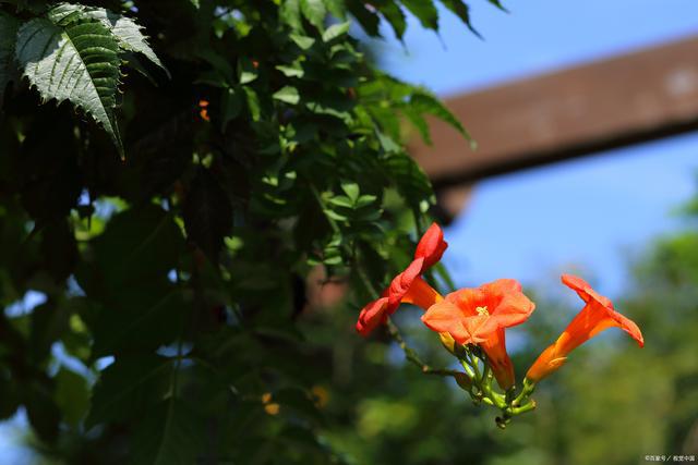 走进迷人的庭院世界领略十大庭院爬藤花卉的魅力(图5)