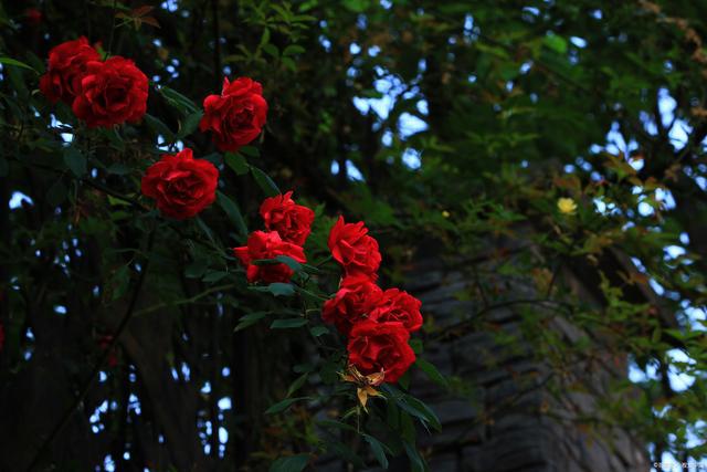 走进迷人的庭院世界领略十大庭院爬藤花卉的魅力(图2)