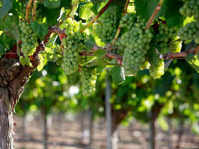 走进迷人的庭院世界领略十大庭院爬藤花卉的魅力(图10)