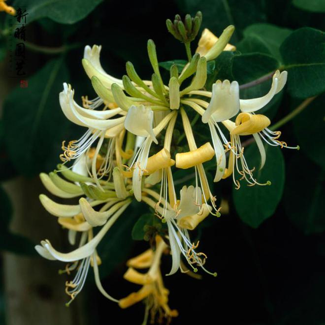 走进迷人的庭院世界领略十大庭院爬藤花卉的魅力(图11)