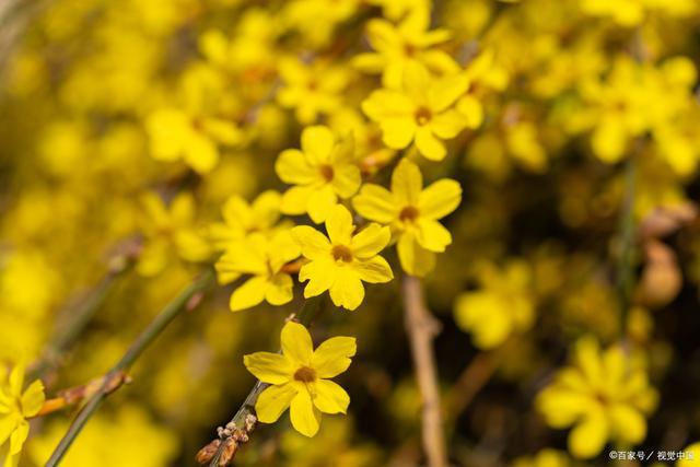 走进迷人的庭院世界领略十大庭院爬藤花卉的魅力(图9)