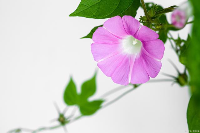 走进迷人的庭院世界领略十大庭院爬藤花卉的魅力(图4)